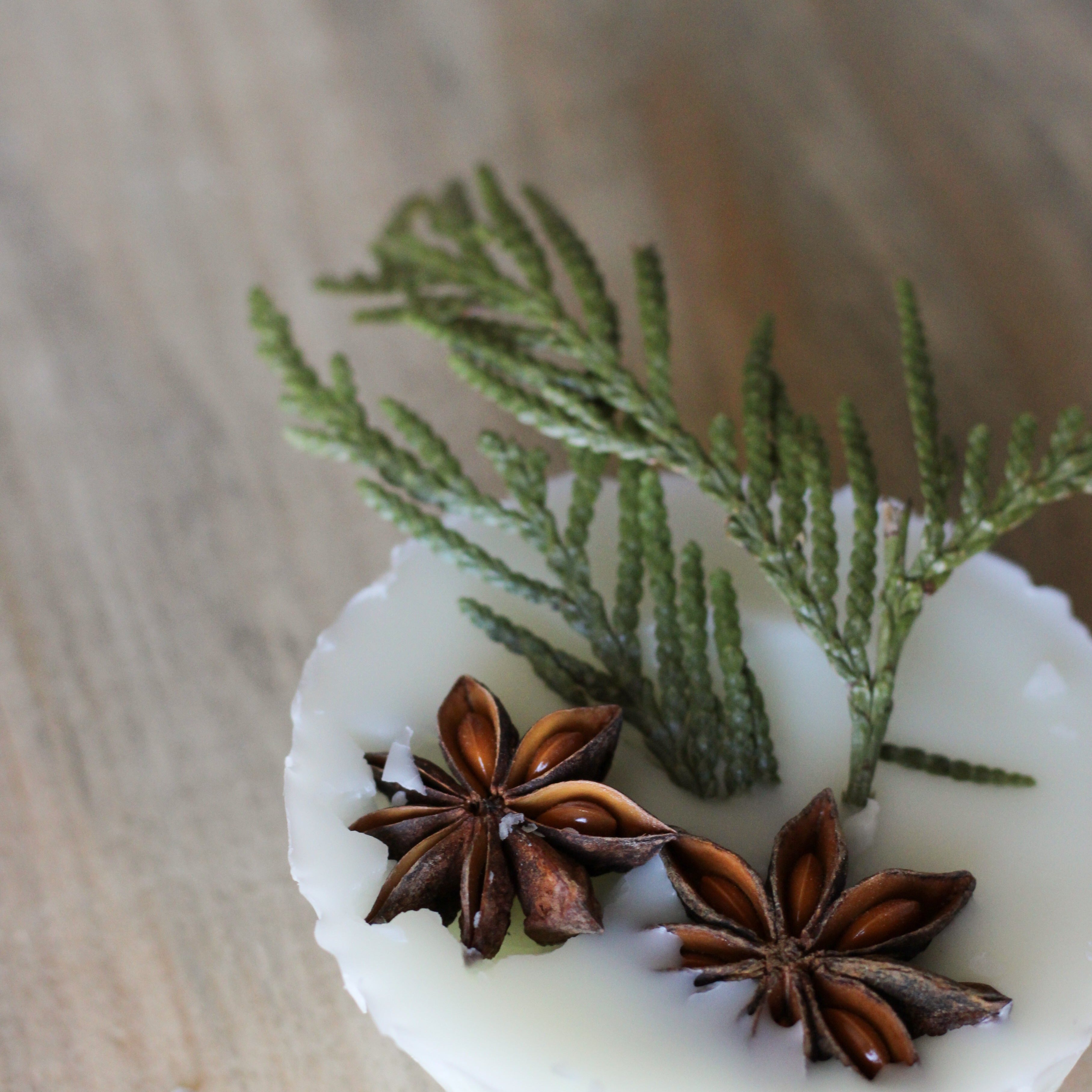 Foraged Coconut-Soy Wax Melts | Well-Taylored Co.